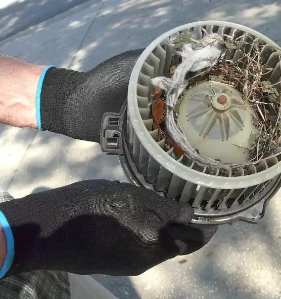 About Air Duct Mice Removal in Chillum, MD